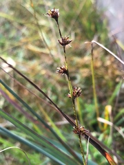 Scleria verticillata