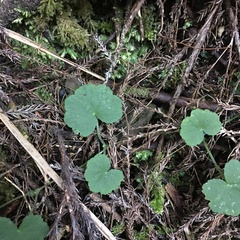 Hydrocotyle nepalensis