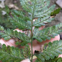 Athyrium erythropodum