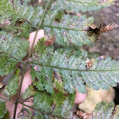 Athyrium erythropodum