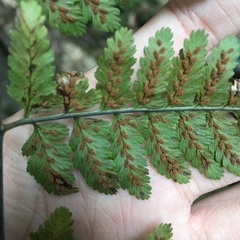 Athyrium erythropodum