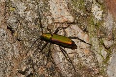 Chrysoprasis aurigena