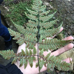 Athyrium erythropodum