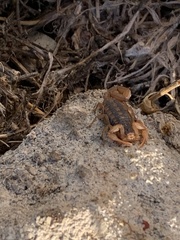 Centruroides ornatus