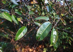 Ficus tsjakela