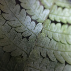 Metathelypteris uraiensis