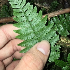 Metathelypteris uraiensis