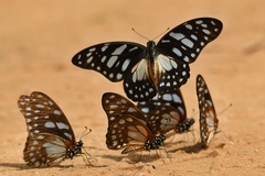 Graphium leonidas leonidas