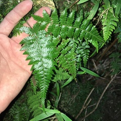 Metathelypteris uraiensis