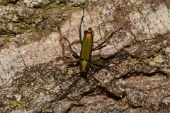 Chrysoprasis aurigena