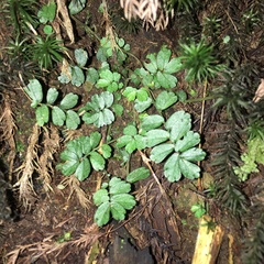 Elatostema obtusum trilobulatum