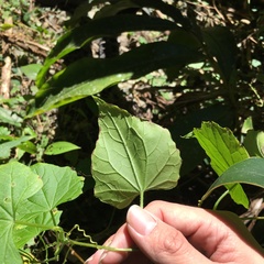 Zehneria