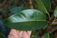 Ficus tsjakela