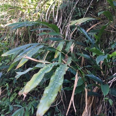 Alpinia sessiliflora