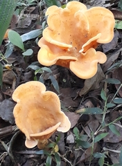 Fungi
