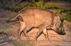 Sus scrofa cristatus