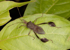 Leptoglossus concolor