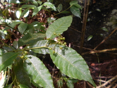 Palicourea deflexa