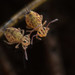 Dicyrtomina minuta couloni - Photo (c) solomon v. hendrix, some rights reserved (CC BY-NC), uploaded by solomon v. hendrix