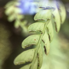 Osmolindsaea odorata