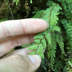 Osmolindsaea odorata