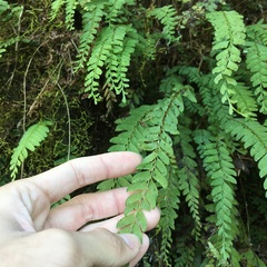 Osmolindsaea odorata