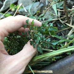 Clematis peterae lishanensis