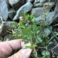 Clematis peterae lishanensis