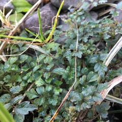 Clematis peterae lishanensis