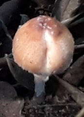 Fungi