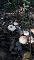 Fungi