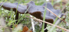Entoloma subcapitatum
