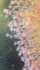 Ectopleura crocea