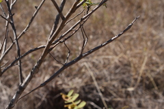 Achrioptera impennis