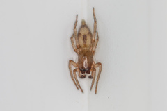Porrhoclubiona leucaspis