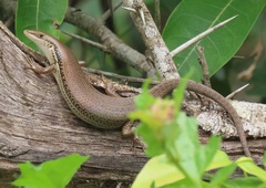 Trachylepis depressa