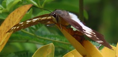 Charaxes ethalion ethalion