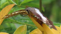 Charaxes ethalion ethalion
