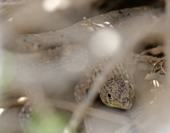 Acanthodactylus margaritae