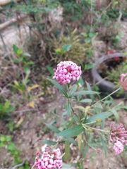 Arachnothryx leucophylla