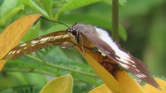 Charaxes ethalion ethalion