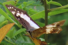 Charaxes ethalion ethalion
