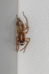 Porrhoclubiona leucaspis