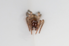 Porrhoclubiona leucaspis