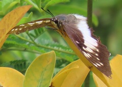 Charaxes ethalion ethalion