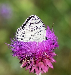 Melanargia larissa