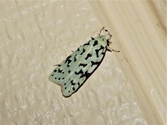 Izatha peroneanella