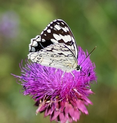 Melanargia larissa