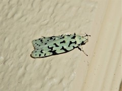 Izatha peroneanella