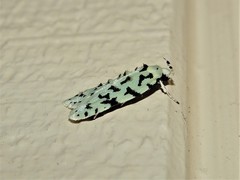 Izatha peroneanella